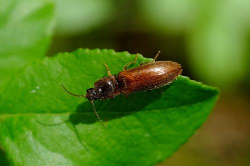 Réf. 260 838 : Athous sp.